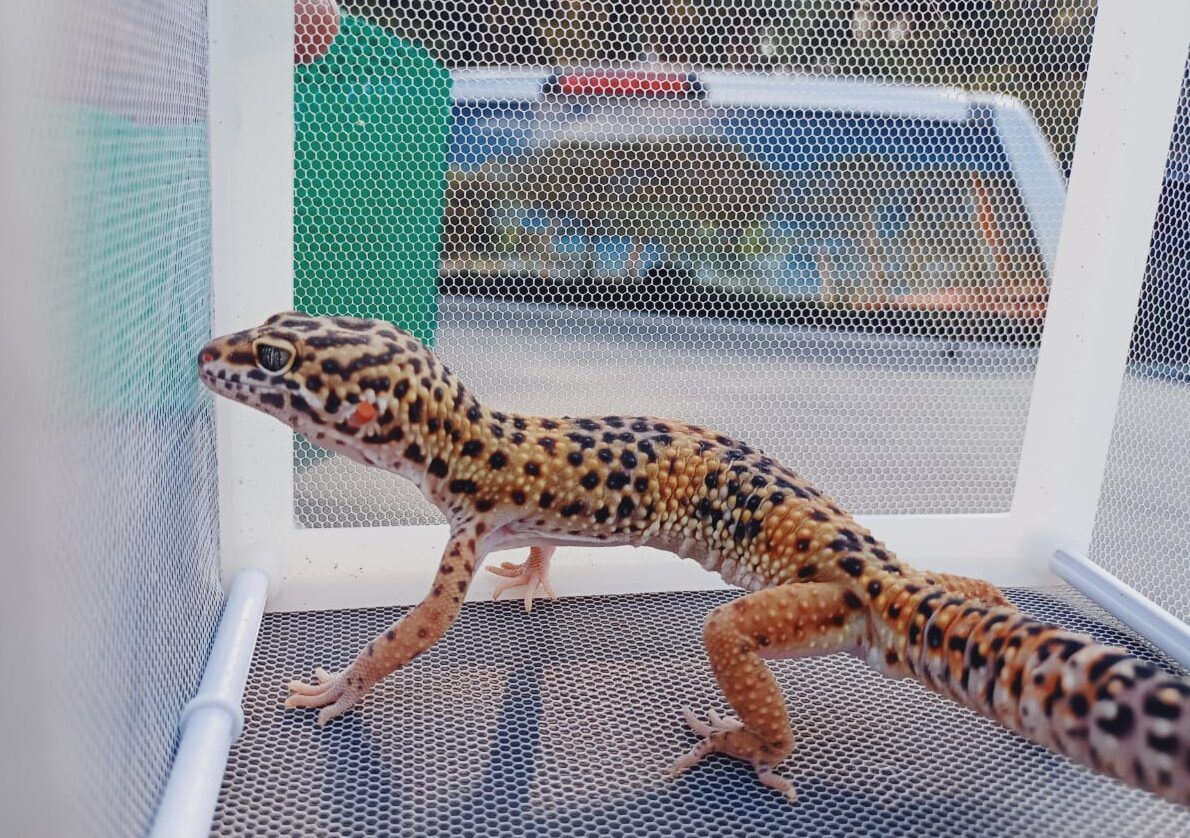 Especímenes retenidos en operativo en Quito