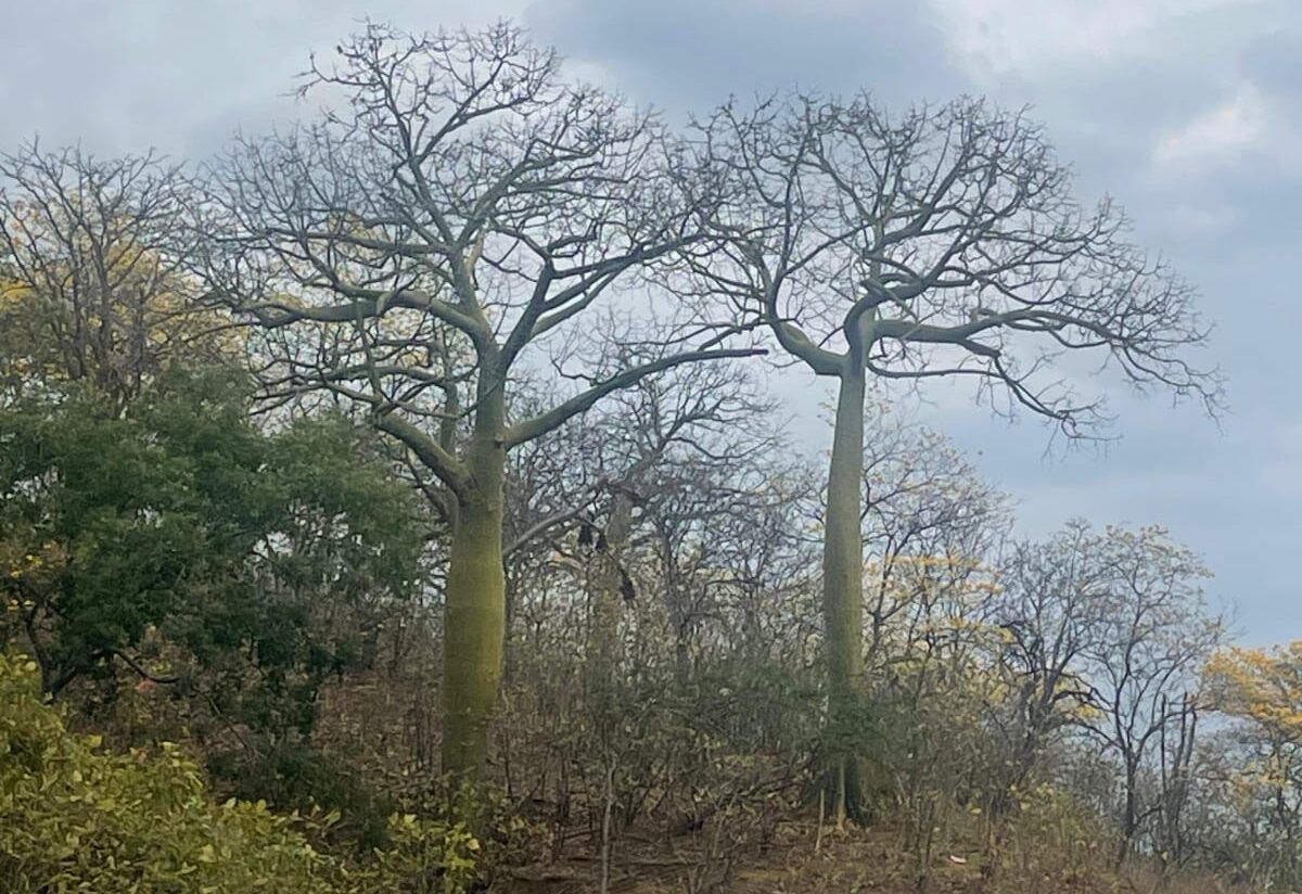 La Reserva de Biosfera Bosque Seco forma parte de la Red Mundial de Reservas de Biosferas de la Unesco