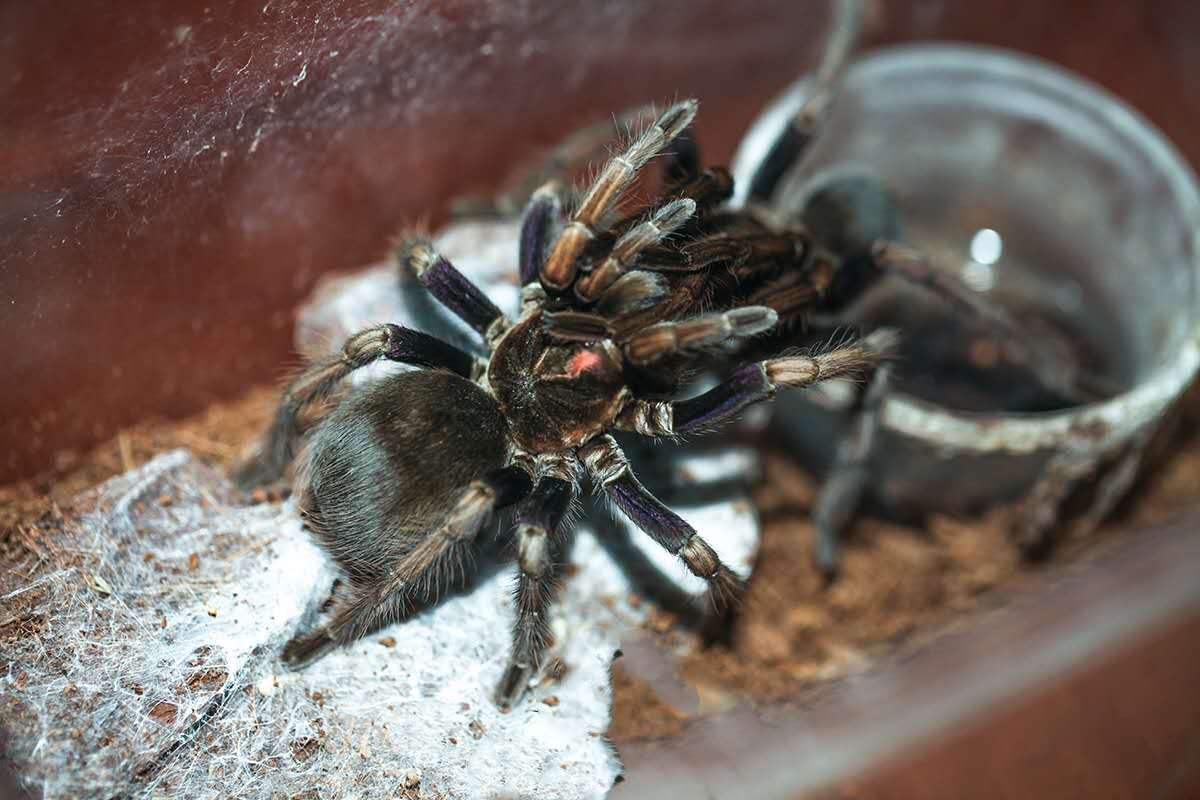 Las tarántulas, un negocio lucrativo que se desarrolla en todo el mundo