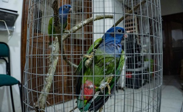 Un día destinado a prevenir el tráfico ilegal de fauna silvestre