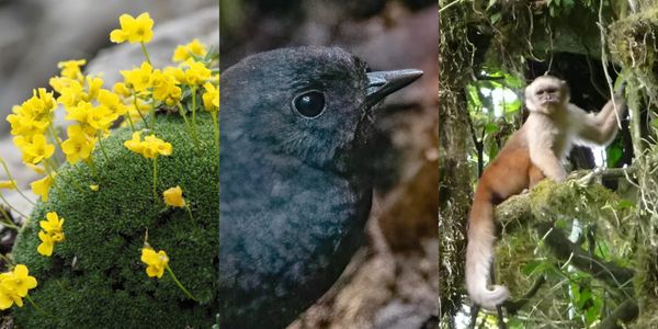 Fotos: iNaturalistEC, eBird, World Land Trust.