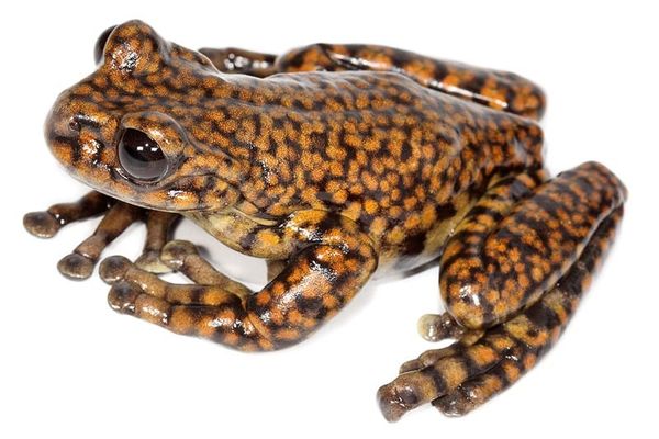 Ecuador pierde rápidamente su biodiversidad