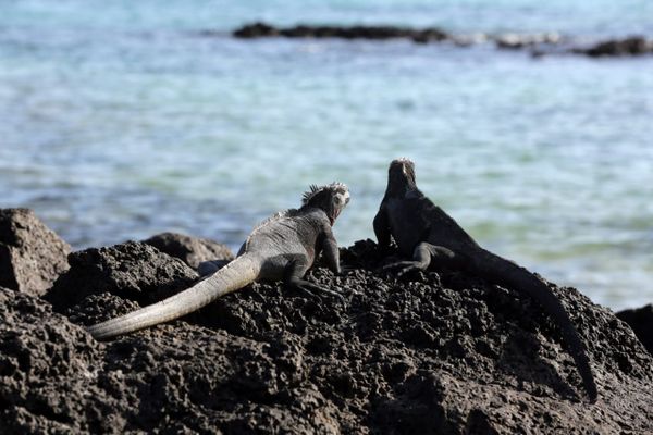Estos son los desafíos de la Reserva Marina Hermandad