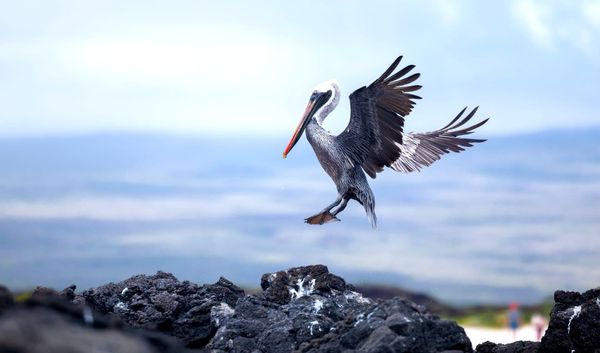 Agua: "el problema de salud número uno en Galápagos"