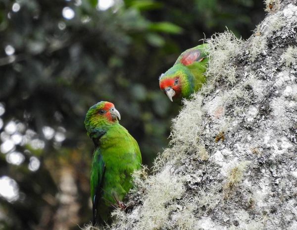 Nueva reserva en Loja para proteger un ave en peligro de extinción
