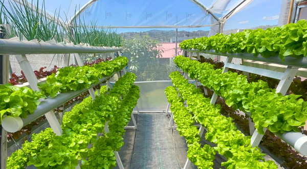 Los cultivos hidropónicos ganan terreno en la provincia de Azuay