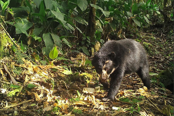 El avistamiento de tres osos de anteojos en El Chocó es alentador