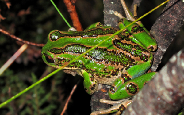 La rana emblema de Quito ya se reproduce en el bosquete andino del Bicentenario