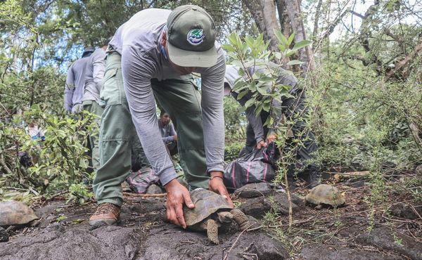 170 tortugas gigantes juveniles volvieron a su hogar en la Isabela