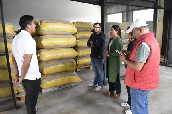 El guarango, una oportunidad de bionegocio en el bosque seco andino