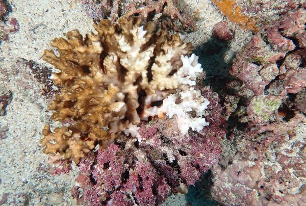 Cuáles son las consecuencias de que los océanos se calienten más