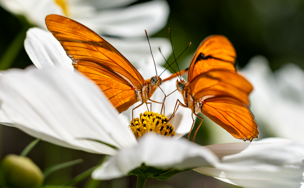 Conozca cómo se poliniza el cacao, el mortiño, las orquídeas