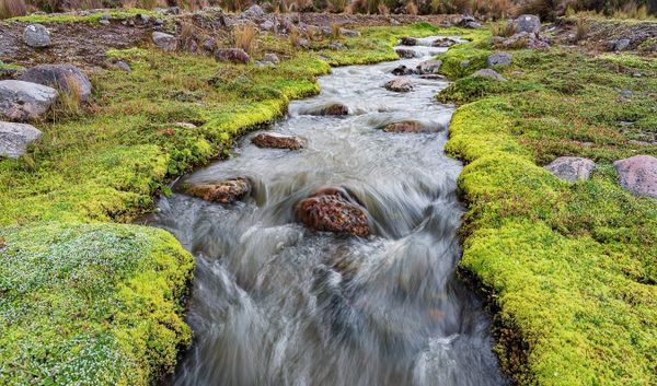 Por qué urge proteger el páramo, un ecosistema único en el mundo