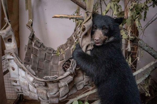 En el Zoológico de Quito se levanta un nuevo hábitat para Sisa
