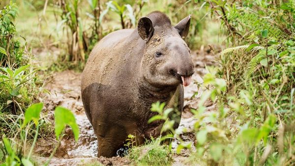 Áreas protegidas se unen y se amplían con el cuarto Corredor