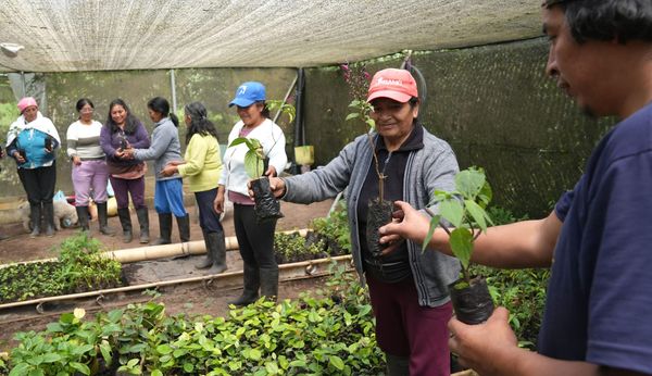 Zagalita, arrayán, ñachag, colca, para jardinería y restauración