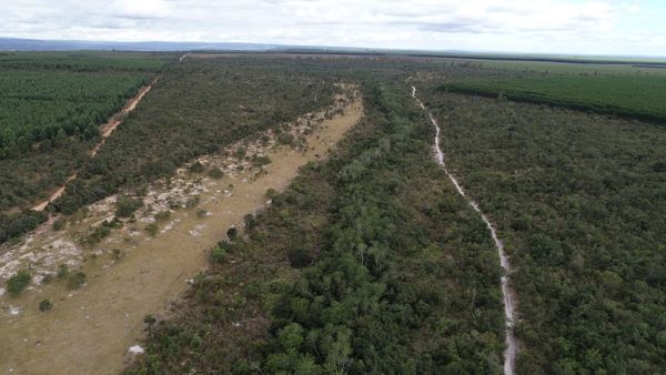 Bonos de carbono en Colombia y Brasil: quién gana y quién pierde