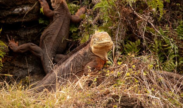 1.500 iguanas terrestres fueron trasladadas de una a otra isla