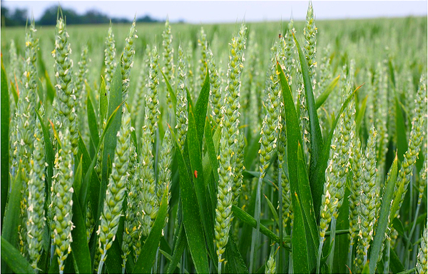 Ecuador: 11,7% del crédito se destina a finanzas sostenibles