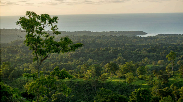 La agricultura sigue ganando espacio a los bosques en Ecuador