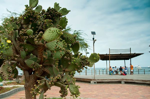 Galápagos y la violencia de género: cifras que preocupan