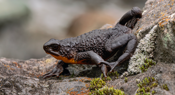La rana jambato bajo protección judicial; obra vial fue suspendida