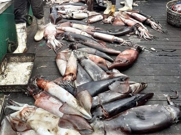 Una alerta regional sobre las graves amenazas al calamar gigante