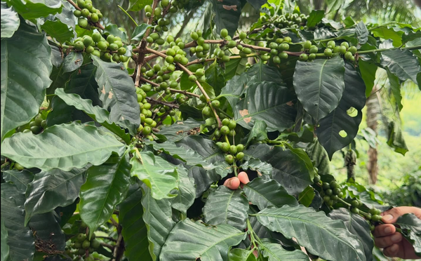 Menos producción y precios más altos del café por el calentamiento global