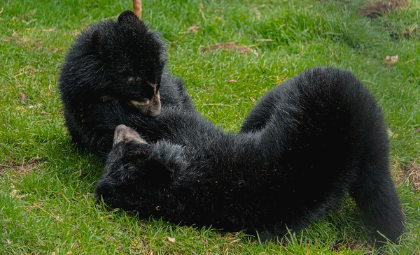 Las oseznas Puya, Chuquiragua y Sisa se quedarán en el zoo de Quito