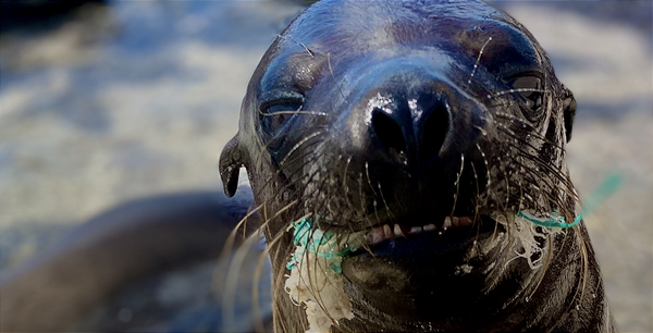La contaminación por plásticos es concluyente; 5 tareas urgentes