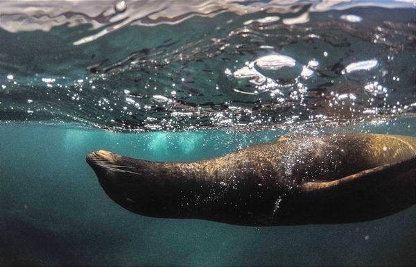 Galápagos: más tensión entre presión humana y biodiversidad