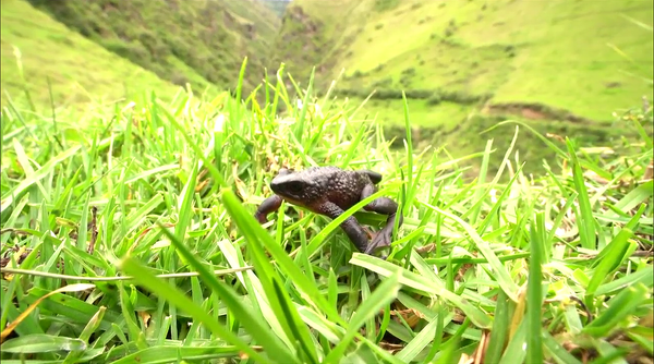 Jueza exige seis medidas de reparación integral para el Jambato