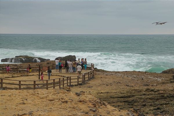 Ley de olas prioriza la biodiversidad sobre la energía marina