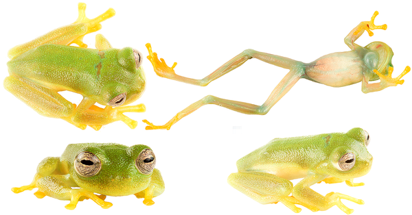 La rana en honor a Dájomes es la cuarta con nombre de famosos