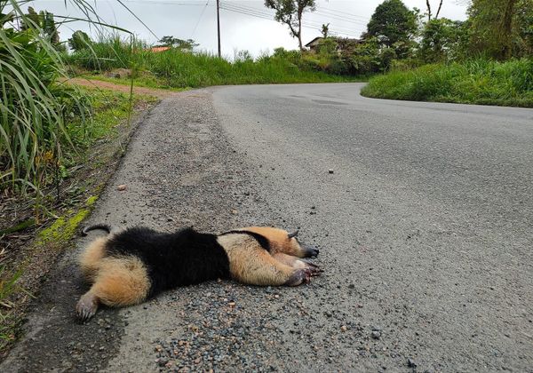 El venado de Loja revela la realidad de la fauna atropellada en Ecuador