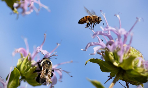 Menos abejas equivalen a menos soberanía alimentaria en Ecuador