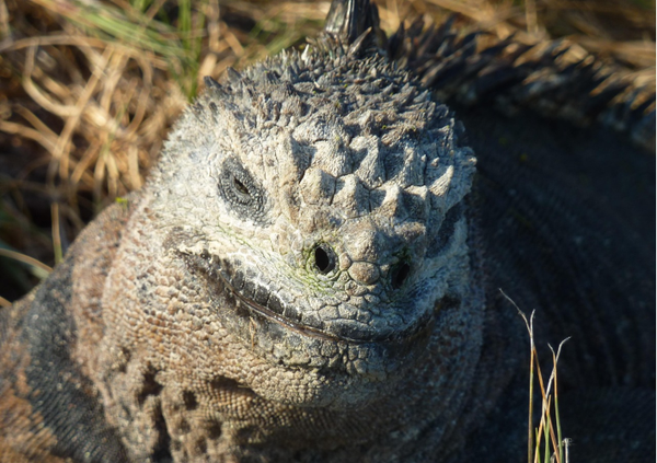 El tráfico de 12 iguanas desnuda vacíos de control en Galápagos