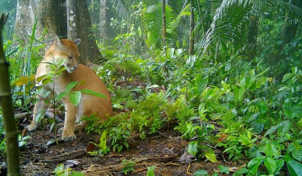 Cámaras trampa captan riqueza del biocorredor Palora-Pastaza