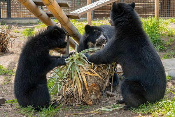 El Zoológico de Quito redefine la conservación de fauna silvestre