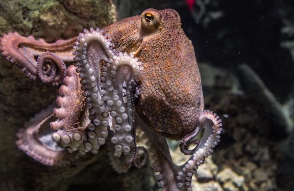 Animales que sienten: un cambio en los criterios de  sostenibilidad