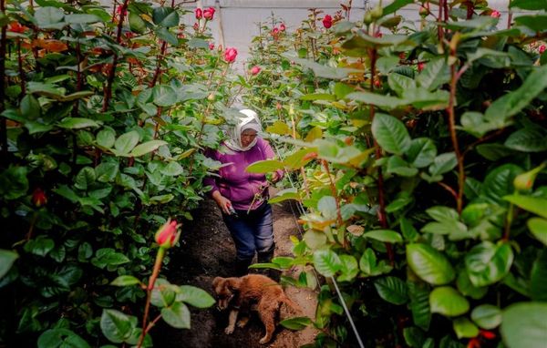 El costo oculto de la producción industrial de flores en Ecuador
