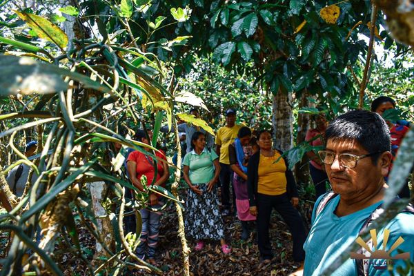 La Amazonía busca convertir biodiversidad en negocios de bioeconomía