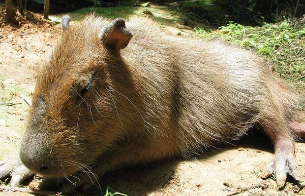 ¿Por qué es importante cuidar al mayor bioma tropical del mundo?