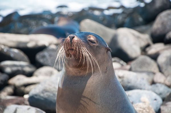 Foto ilustrativa de Galápagos