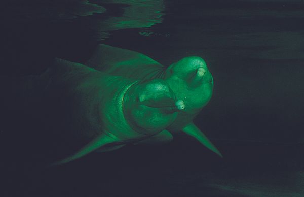 El delfín rosado en Ecuador está en peligro