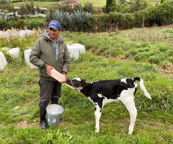 Ganado vacuno en la parroquia Olmedo, cantón Cayambe