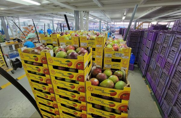 La producción de mango afronta desafíos con el cambio climático