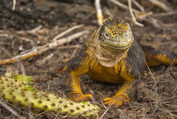Galápagos y Fundación Charles Darwin