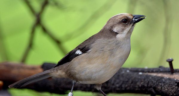 reserva Tapichalaca, Jocotoco Antpitta, Raf Stassen