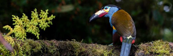 Tucán Andino, una de las especies emblema de Mindo.